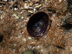 Siphonaria funiculata