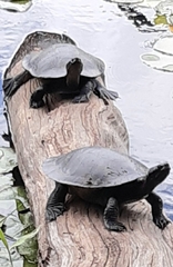 Emydura macquarii