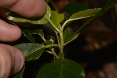 Croton verreauxii