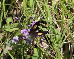 Candalides xanthospilos