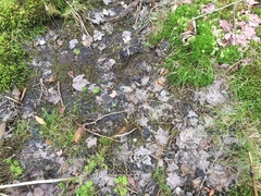 Carex trisperma
