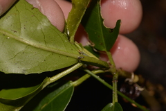 Croton verreauxii