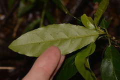 Croton verreauxii