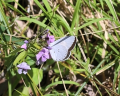 Candalides xanthospilos