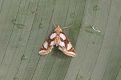Argyractoides lucianalis