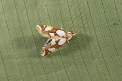 Argyractoides lucianalis