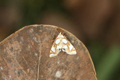 Argyractoides lucianalis