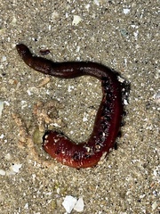 Arenicola marina