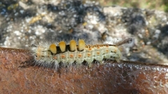 Orgyia antiqua