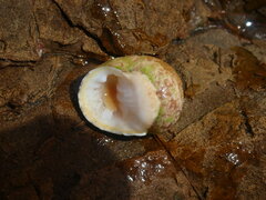Nerita plicata
