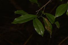 Cryptocarya bidwillii