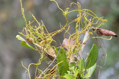 Cassytha filiformis