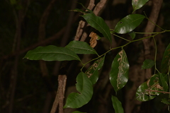 Cryptocarya bidwillii