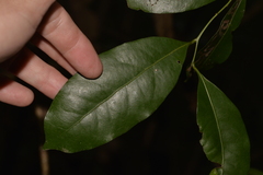 Cryptocarya bidwillii