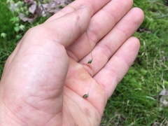 Carex trisperma