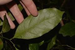 Cryptocarya bidwillii