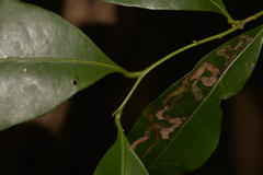 Cryptocarya bidwillii