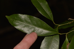 Cryptocarya bidwillii