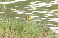 Motacilla cinerea patriciae