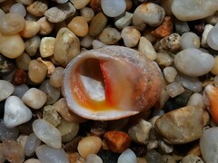 Nerita erythrostoma
