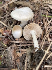 Inocybe geophylla
