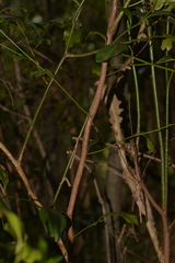 Cryptocarya bidwillii