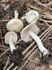 Inocybe geophylla