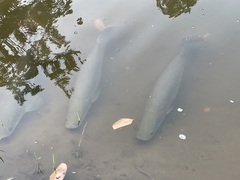Arapaima gigas