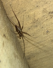 Macropathinae