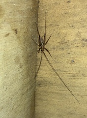 Macropathinae