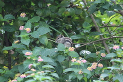 Funambulus pennantii