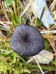 Entoloma serrulatum