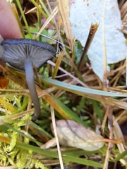 Entoloma serrulatum