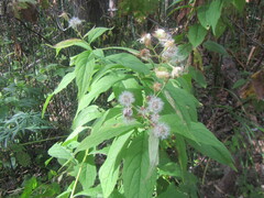 Jacobaea cannabifolia