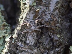 Philodromus margaritatus