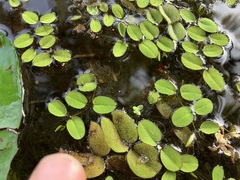 Salvinia molesta