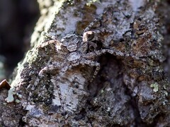 Philodromus margaritatus