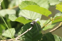 Libellula fulva