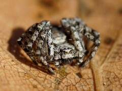 Philodromus margaritatus