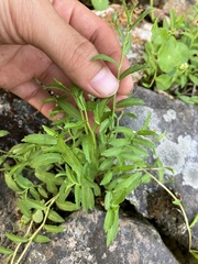 Lobelia chinensis