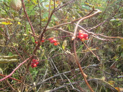 Schisandra chinensis