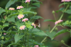 Euploea core