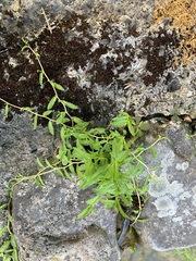 Lobelia chinensis