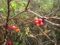 Schisandra chinensis