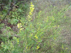 Melilotus suaveolens