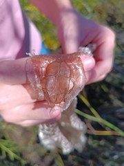 Malpolon monspessulanus