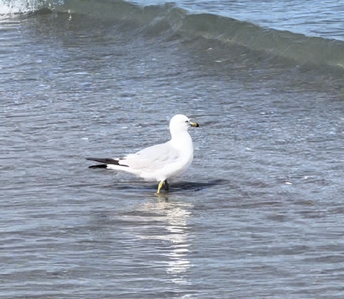 Ring-billed Gull photographed in Massachusetts