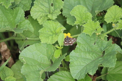Spialia galba