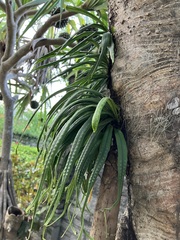 Lepisorus thunbergianus