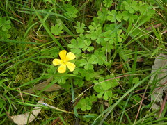 Oxalis perennans